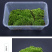 朵朵藓苔藓