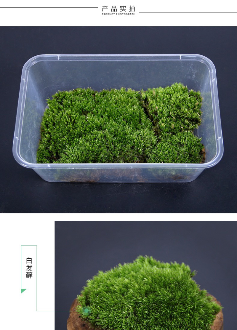 朵朵藓苔藓