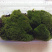 朵朵藓苔藓