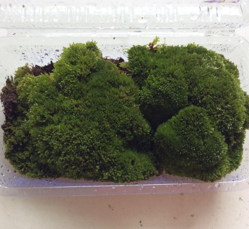 朵朵藓苔藓