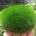 朵朵藓苔藓