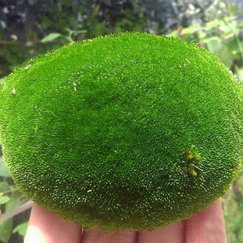 朵朵藓苔藓