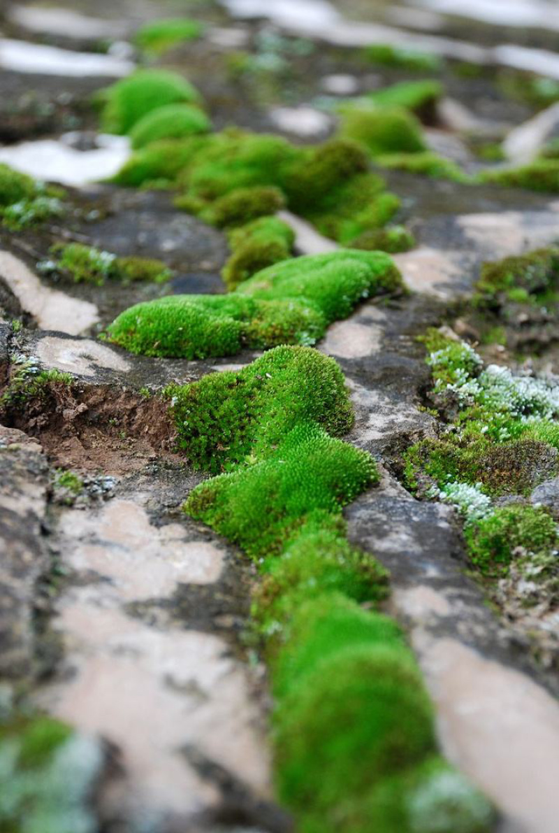 朵朵藓苔藓