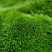 朵朵藓苔藓