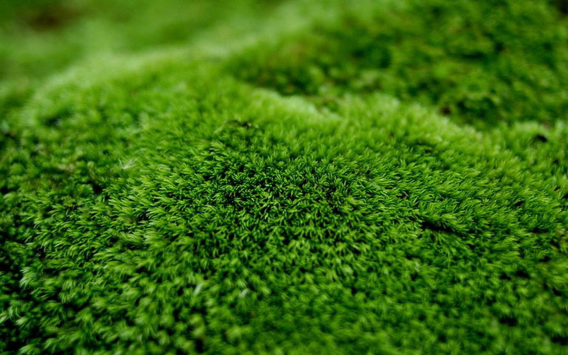 朵朵藓苔藓