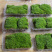 朵朵藓苔藓