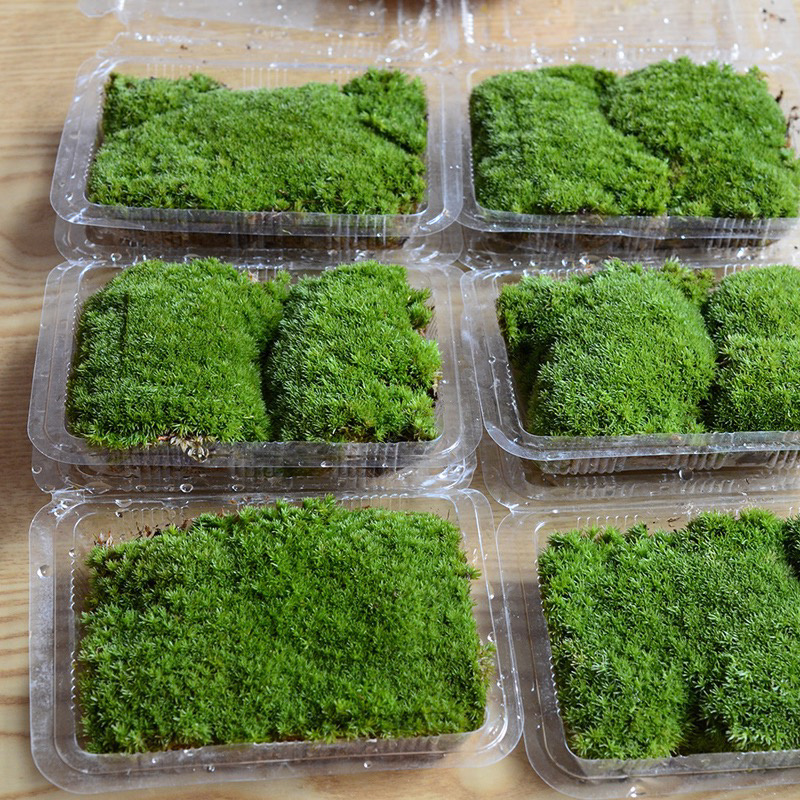 朵朵藓苔藓
