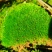 朵朵藓苔藓
