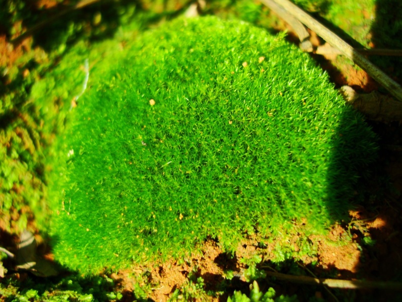 朵朵藓苔藓