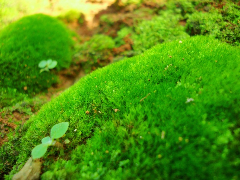 平枝荀子铺地蜈蚣小叶栒子平枝旬子苗盆景工程绿化苗木