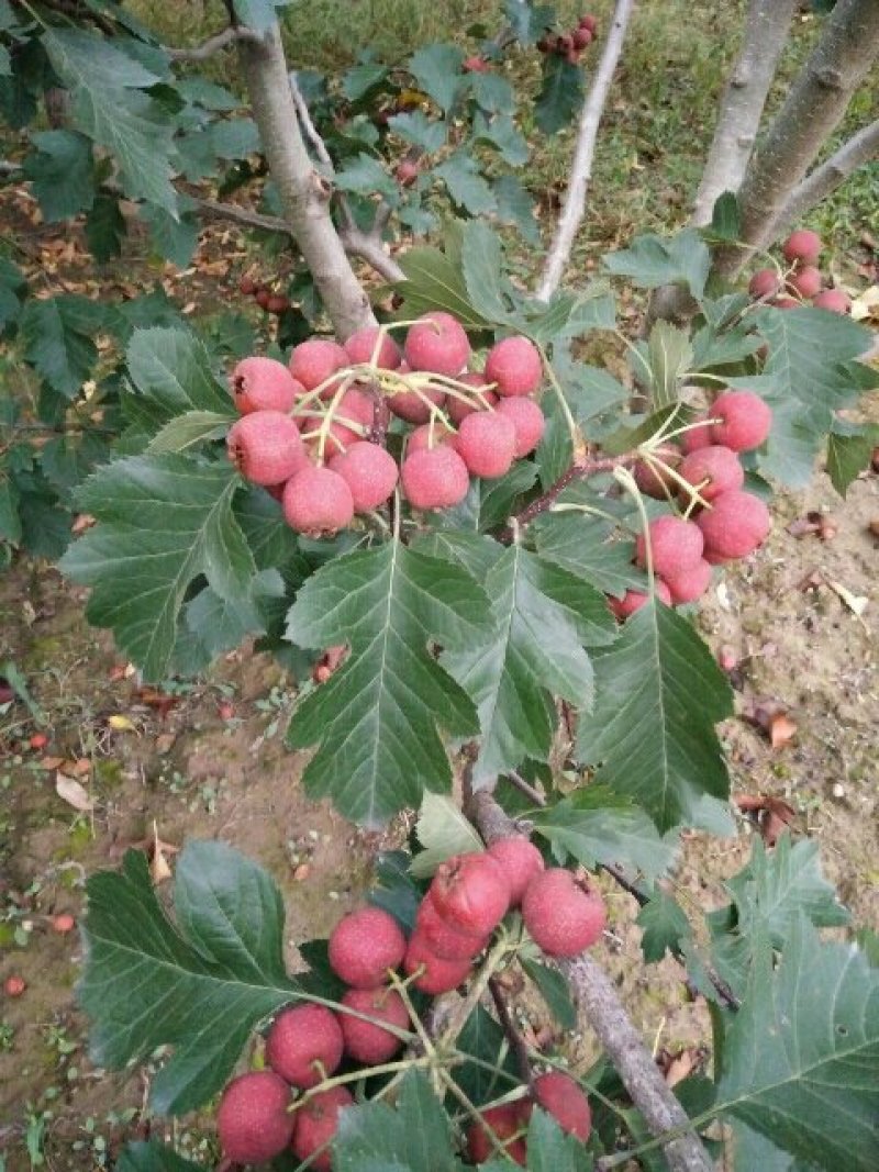 山楂，纯天然的