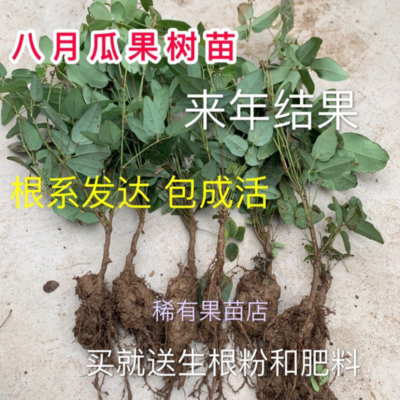 八月瓜苗八月炸九月黄三叶木通野香蕉基地直销果树苗