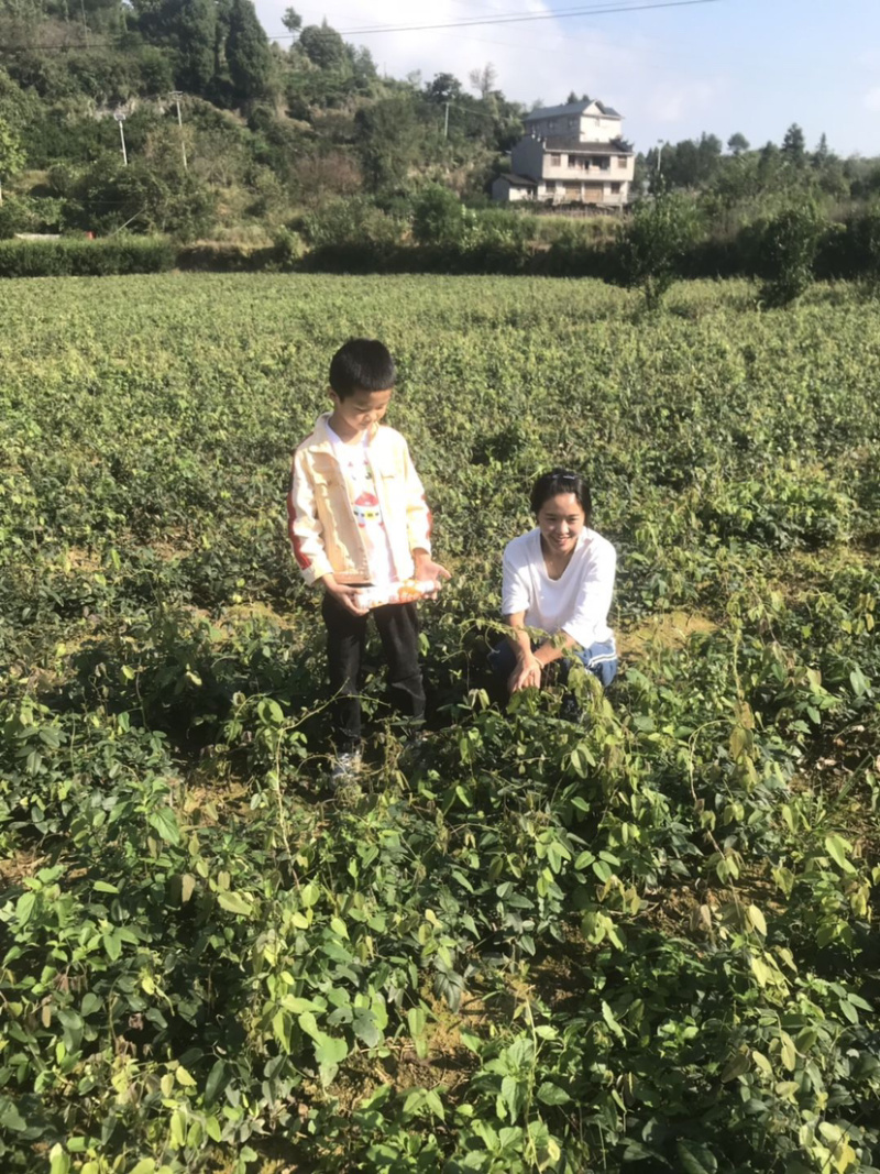 八月瓜苗八月炸九月黄三叶木通野香蕉基地直销果树苗