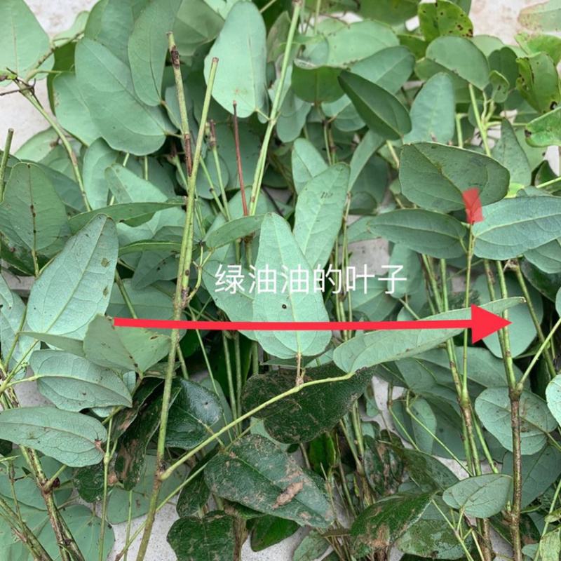 八月瓜苗八月炸九月黄三叶木通野香蕉基地直销果树苗