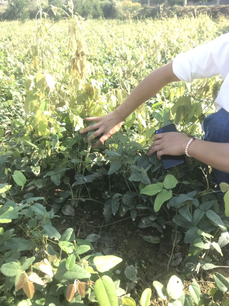 八月瓜苗八月炸九月黄三叶木通野香蕉基地直销果树苗