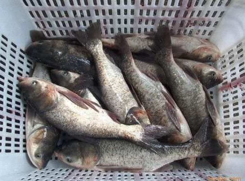浙江湖州大量黑花，灰花成鱼
