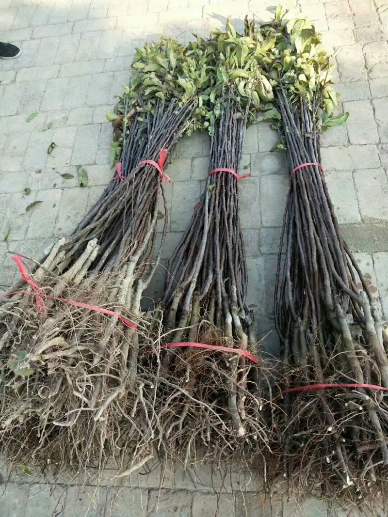 彩虹苗梨树苗有要的联系一亩田
