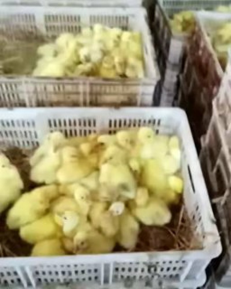 三花鹅苗厂家直销包预防包运费包存活可签合同日出苗可上万羽