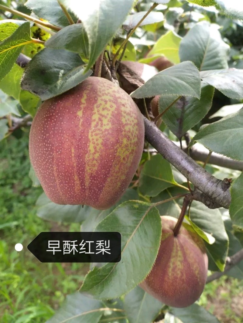 【好货源】早酥红梨，咱只买真苗，自己家苗圃，需要的可下单
