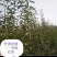 【好货源】早酥红梨，咱只买真苗，自己家苗圃，需要的可下单