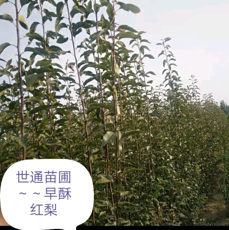 【好货源】早酥红梨，咱只买真苗，自己家苗圃，需要的可下单
