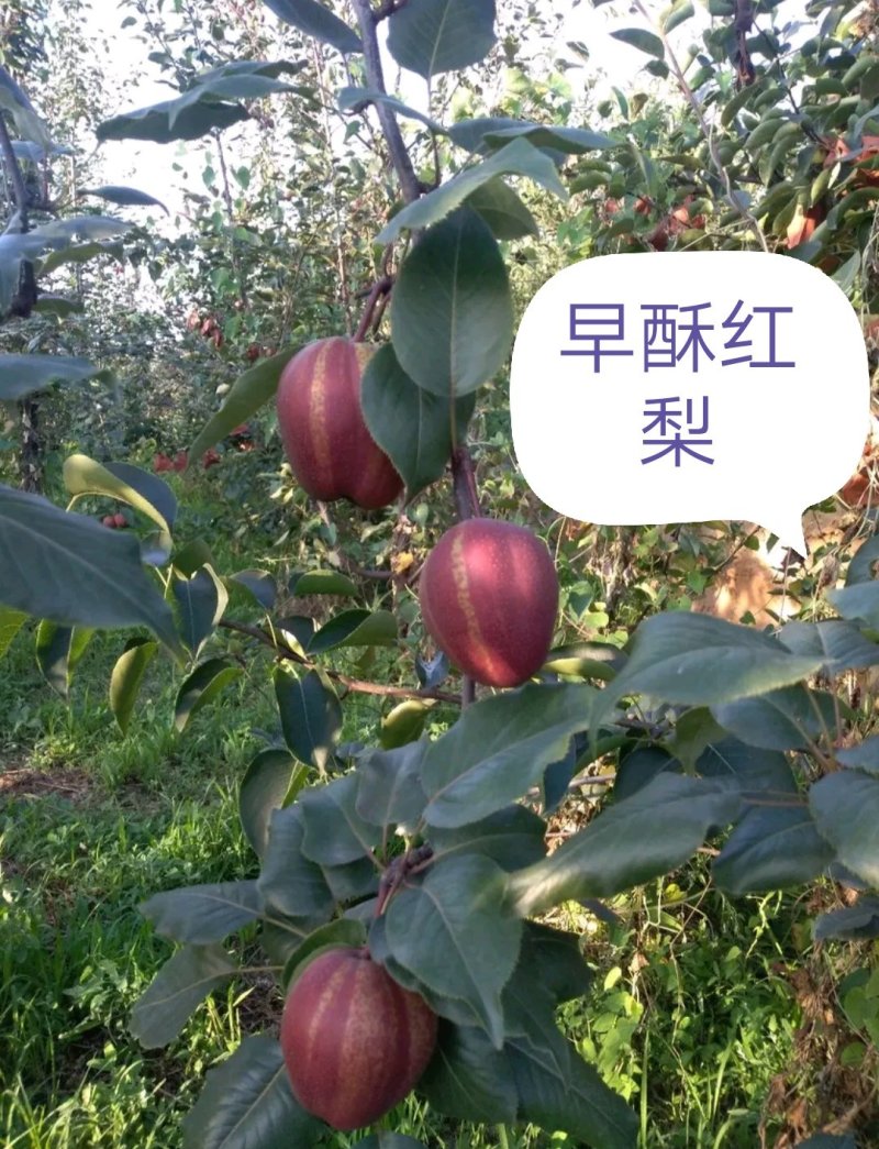 【好货源】早酥红梨，咱只买真苗，自己家苗圃，需要的可下单