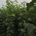 【好货源】早酥红梨，咱只买真苗，自己家苗圃，需要的可下单