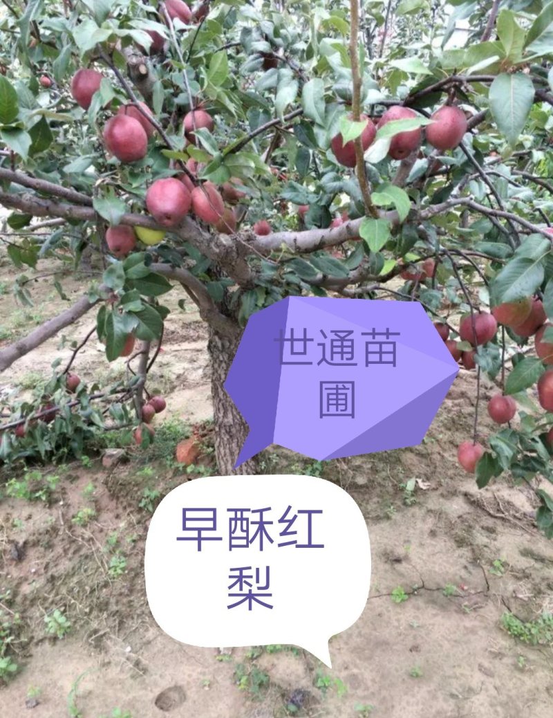 【好货源】早酥红梨，咱只买真苗，自己家苗圃，需要的可下单