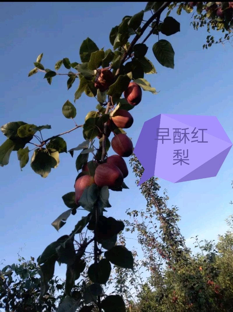 【好货源】早酥红梨，咱只买真苗，自己家苗圃，需要的可下单