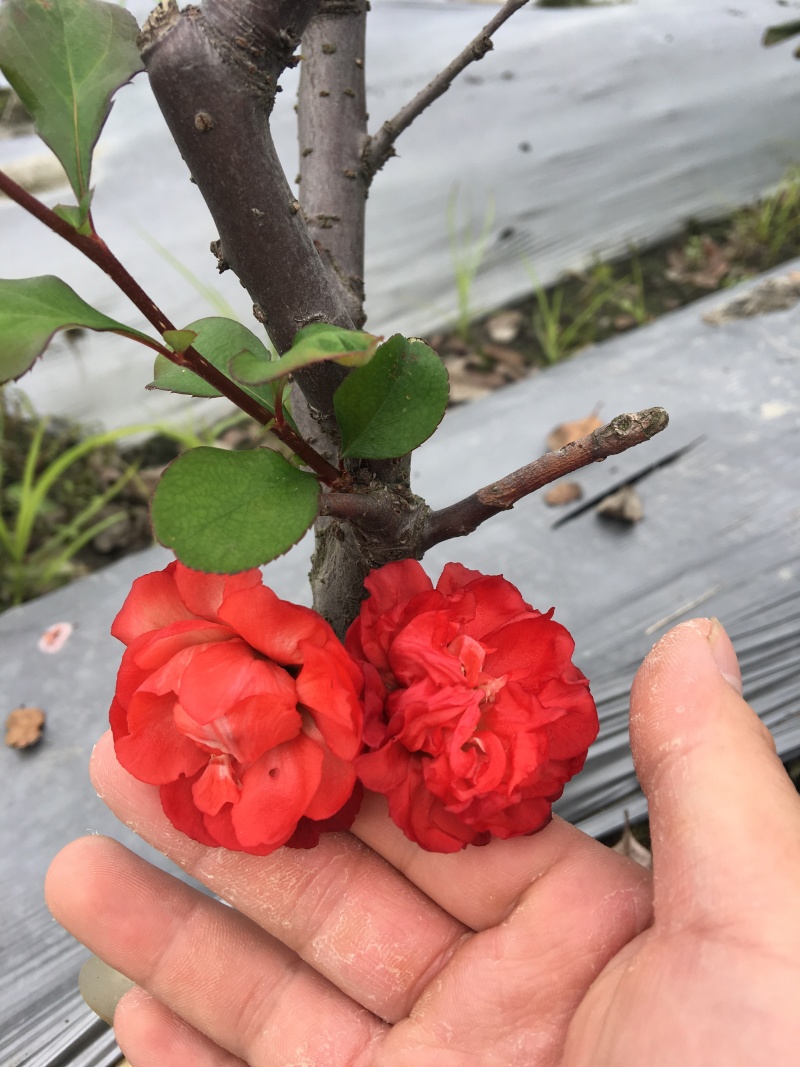梦绘卷海棠