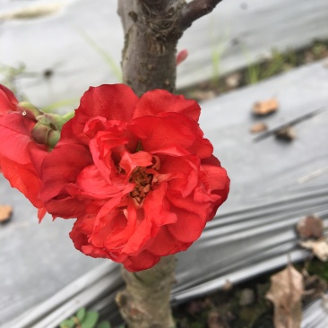 梦绘卷海棠