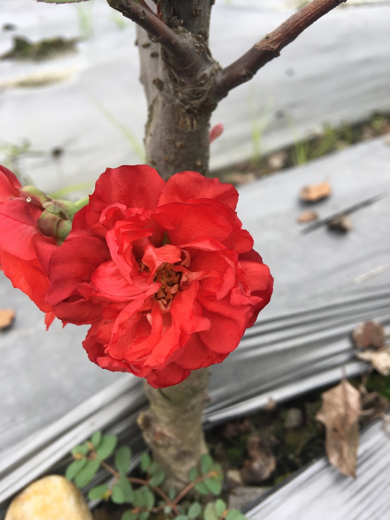 梦绘卷海棠
