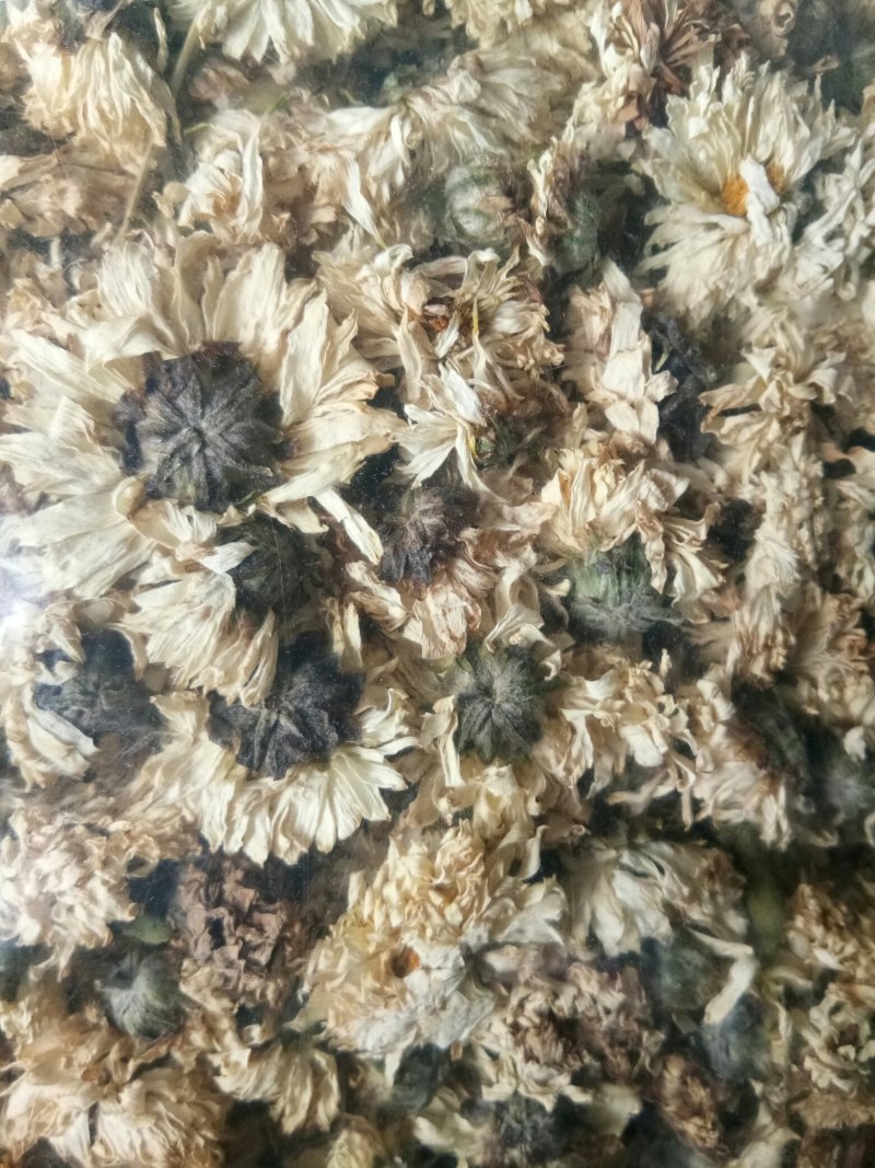 菊花药用白菊花无硫干品含量高批发零售质量保证