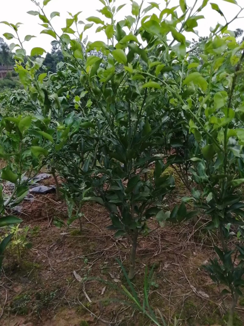 爱缓38大苗