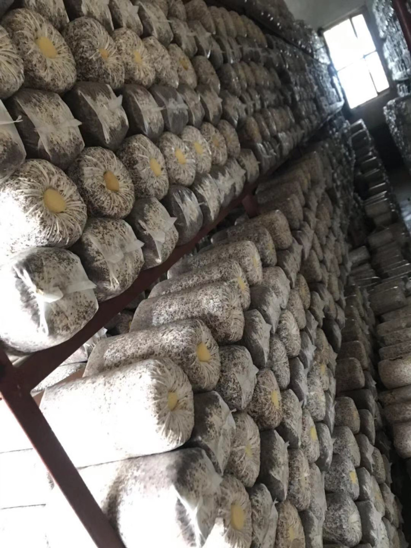 食用菌菌种，蘑菇种植包，三级种栽培种，