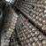 食用菌菌种，蘑菇种植包，三级种栽培种，