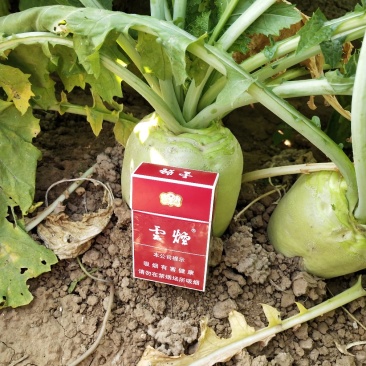 好芥菜头霜降上市供货充足