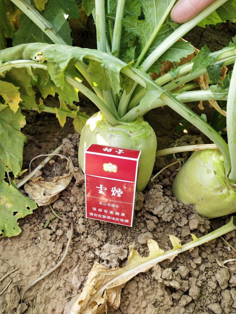 好芥菜头霜降上市供货充足