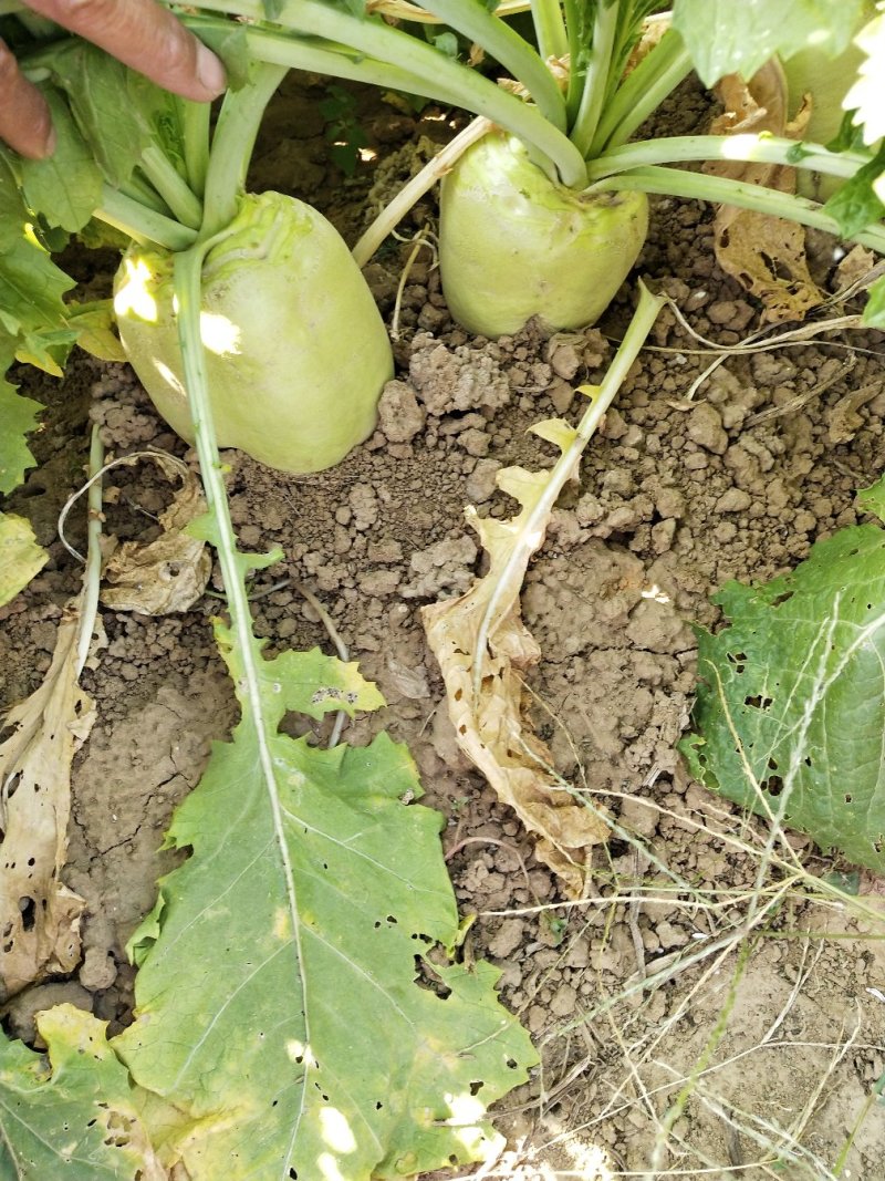 好芥菜头霜降上市供货充足