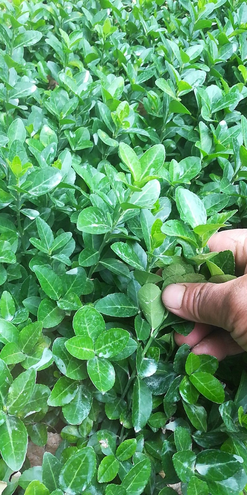 紫荆树，紫荆花，紫荆丛生，紫荆单杆