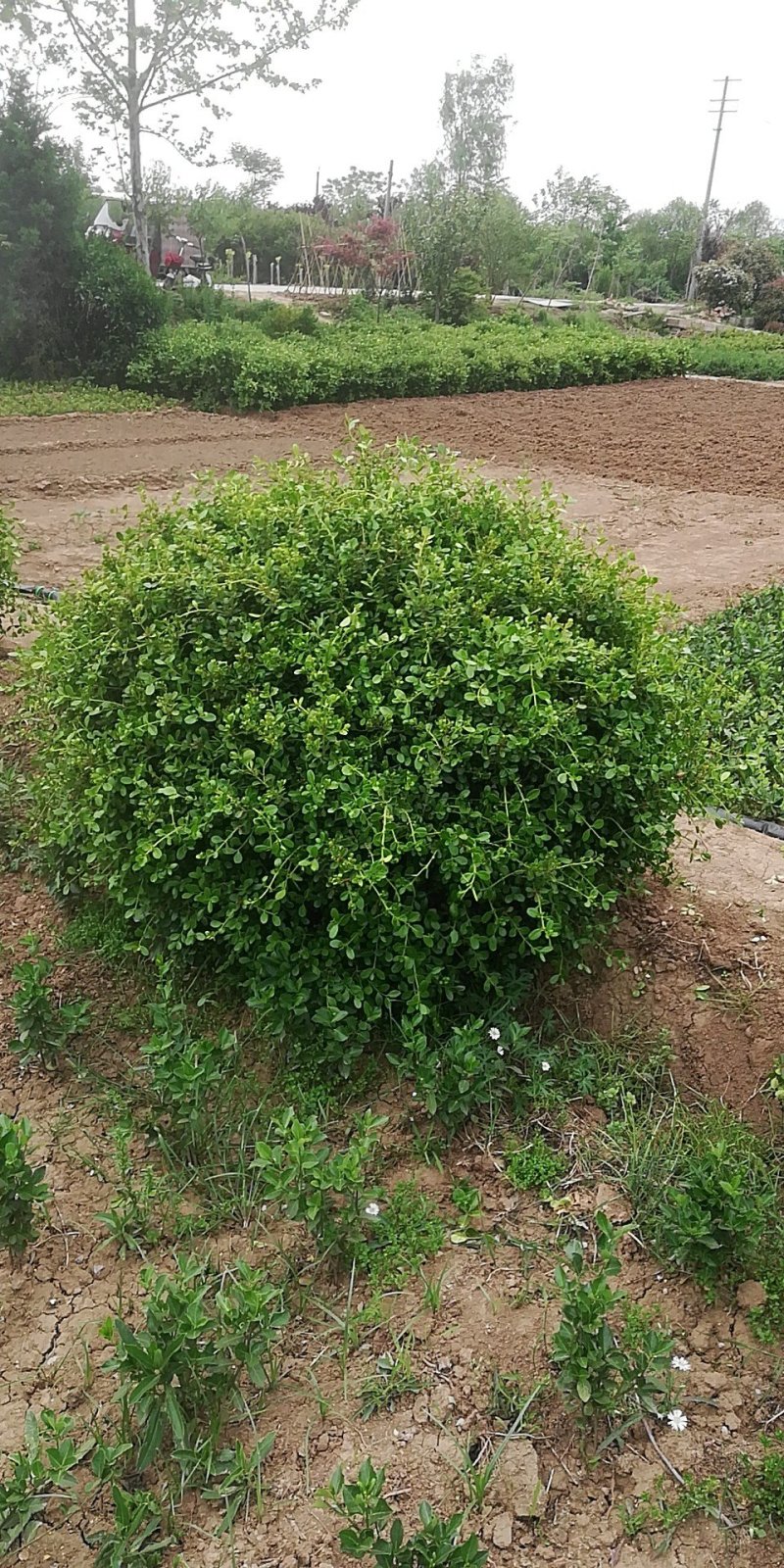 紫荆树，紫荆花，紫荆丛生，紫荆单杆