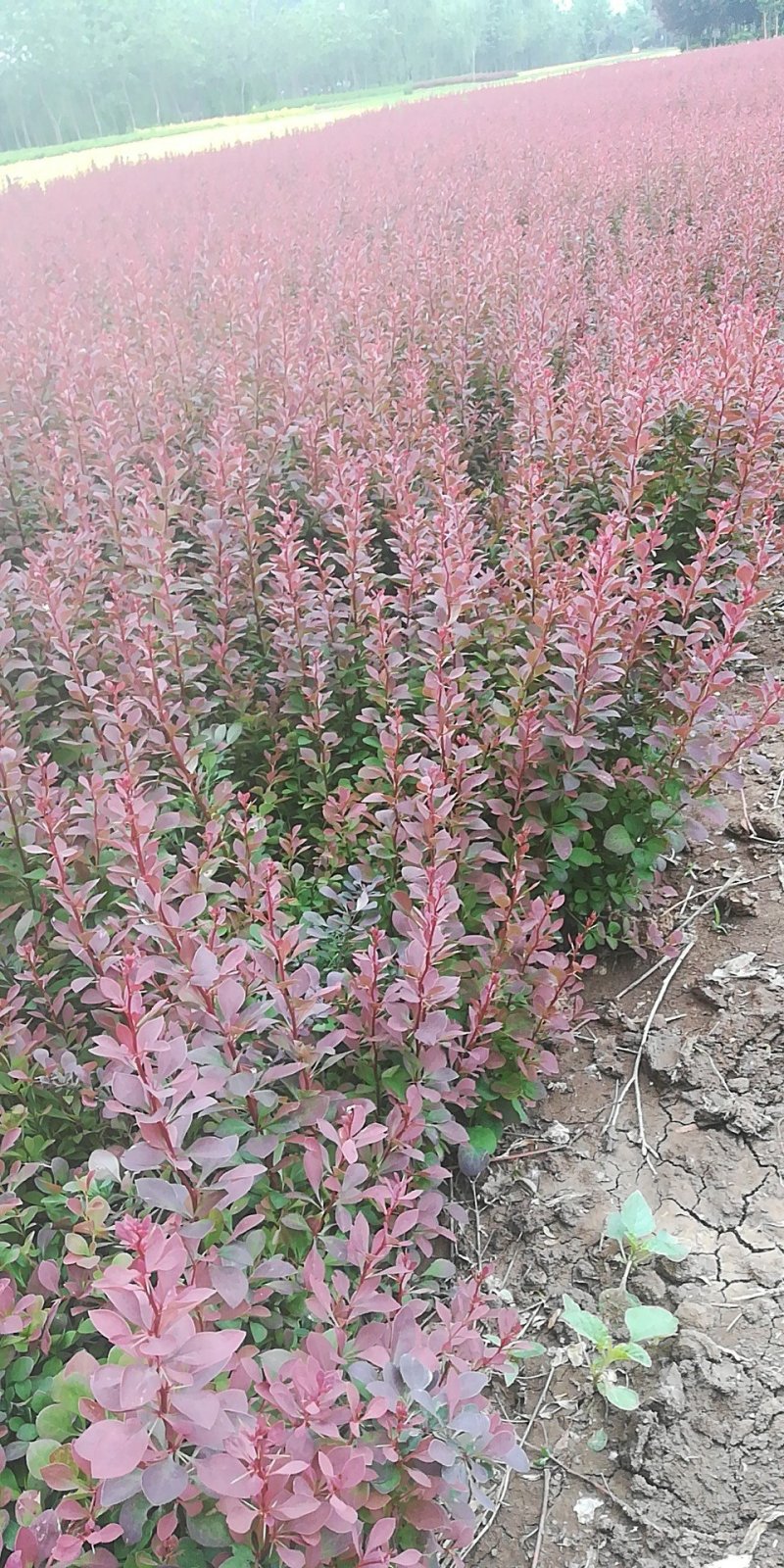 紫荆树，紫荆花，紫荆丛生，紫荆单杆