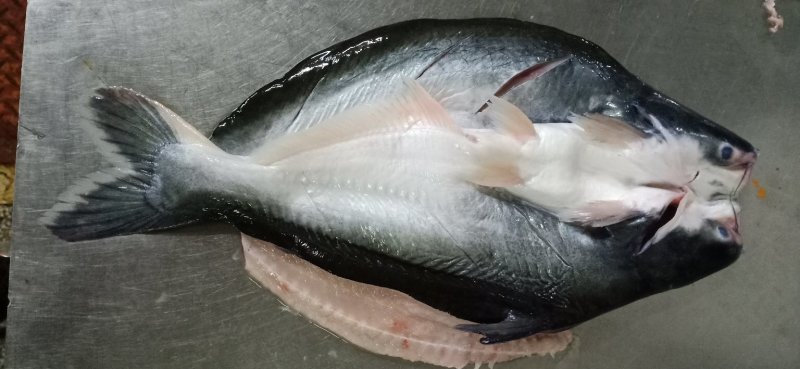 大量供应国内腌制开背巴沙鱼规格齐全！