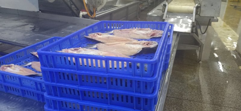大量供应国内腌制开背巴沙鱼规格齐全！