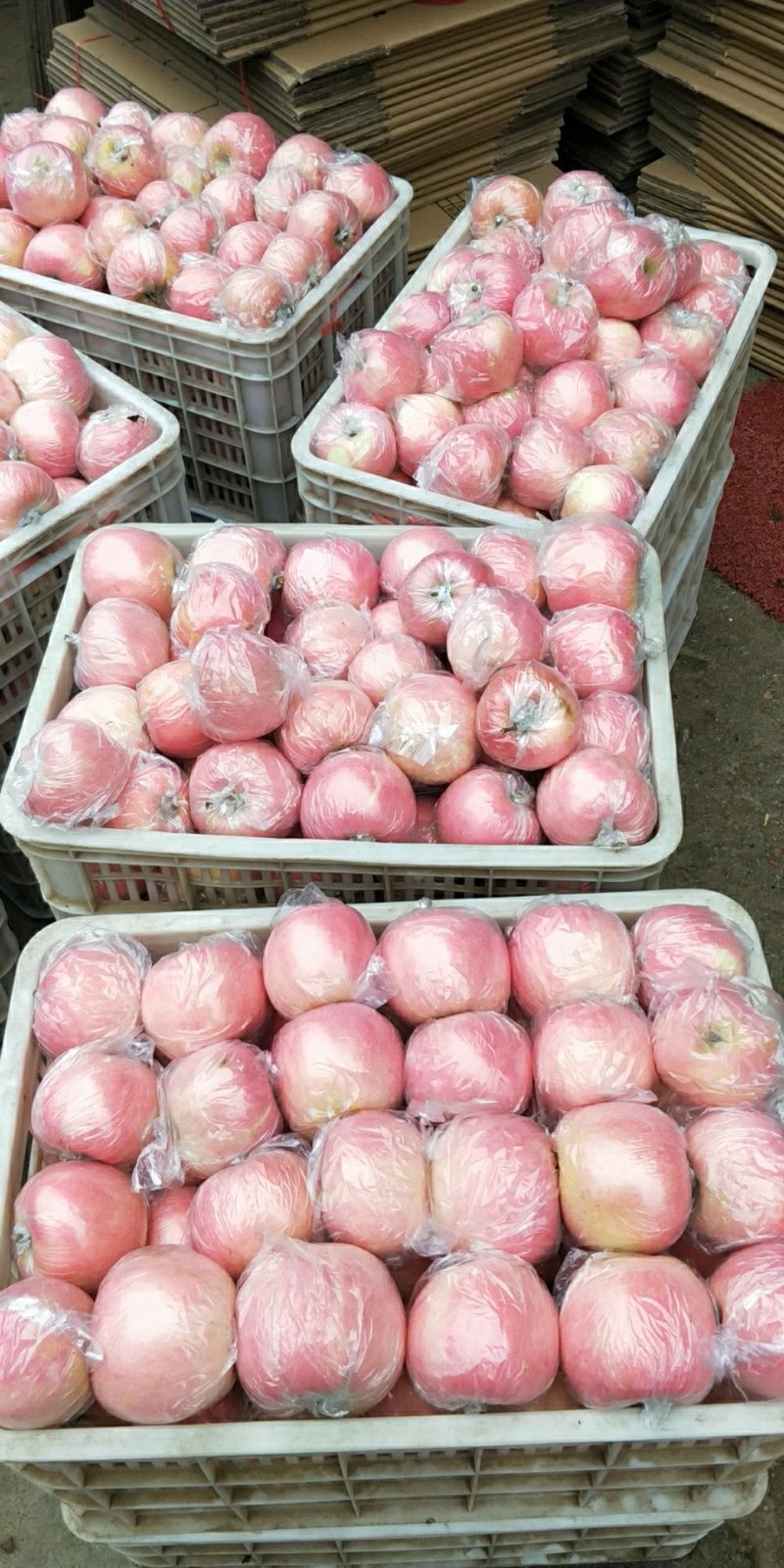 纸加膜红富士苹果无残次果【色泽鲜艳，口感脆甜】