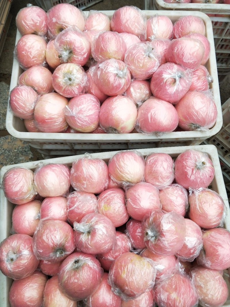 纸加膜红富士苹果无残次果【色泽鲜艳，口感脆甜】
