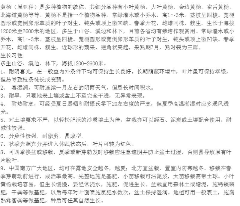 供应绿化苗木瓜子黄杨，独杆黄杨，小叶黄杨小苗