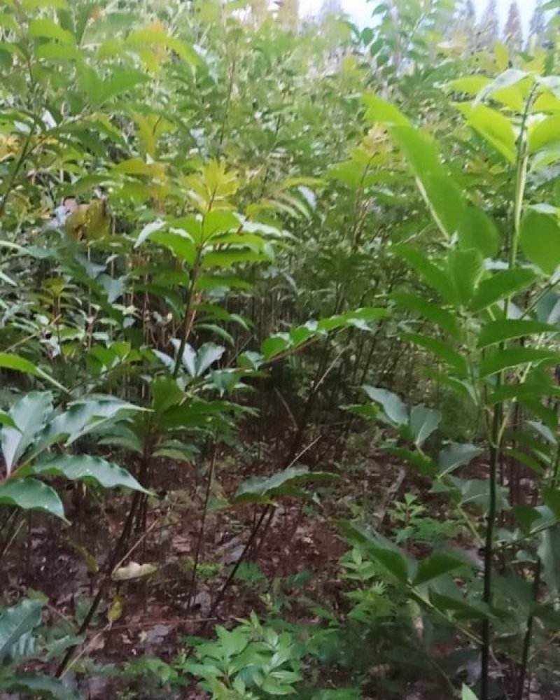 出售吴茱萸苗，中花，小花品种纯正，十元一株，费用自理