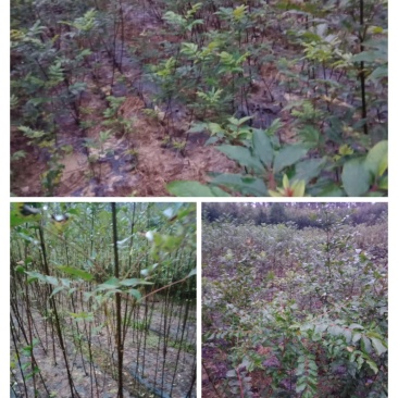 出售吴茱萸苗，中花，小花品种纯正，十元一株，费用自理
