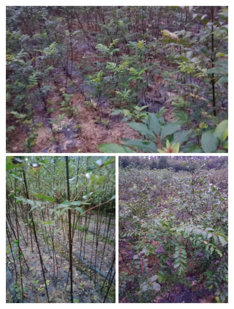 出售吴茱萸苗，中花，小花品种纯正，十元一株，费用自理